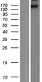 INSR / Insulin Receptor Protein - Western validation with an anti-DDK antibody * L: Control HEK293 lysate R: Over-expression lysate