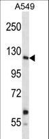 INSRR Antibody - Mouse Insrr Antibody western blot of A549 cell line lysates (35 ug/lane). The Insrr antibody detected the Insrr protein (arrow).