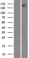 INSRR Protein - Western validation with an anti-DDK antibody * L: Control HEK293 lysate R: Over-expression lysate
