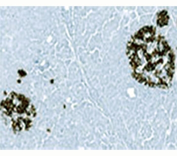 Insulin Antibody - Insulin antibody 2D11 or INS05 immunohistochemistry pancreas.  This image was taken for the unmodified form of this product. Other forms have not been tested.