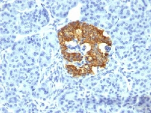 Insulin Antibody - IHC testing of human pancreas stained with Insulin antibody (2D11-H5). Note cytoplasmic staining of cells.