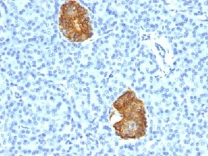 Insulin Antibody - IHC testing of human pancreas stained with Insulin antibody cocktail (E2-E3 + 2D11-H5).