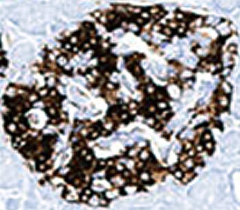 Insulin Antibody - Insulin antibody E2-E3 + 2D11-H5 or INS04 + INS05 immunohistochemistry pancreas.  This image was taken for the unmodified form of this product. Other forms have not been tested.