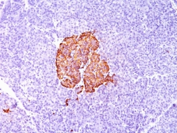 Insulin Antibody - Formalin-fixed, paraffin-embedded human pancreas stained with Insulin antibody (SPM139).  This image was taken for the unmodified form of this product. Other forms have not been tested.