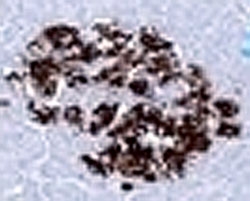 Insulin Antibody - Formalin-fixed, paraffin-embedded human pancreas stained with anti-Insulin antibody (SPM531).  This image was taken for the unmodified form of this product. Other forms have not been tested.