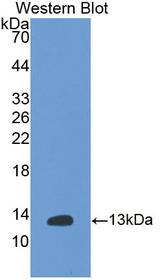 Insulin Antibody - Western blot of Insulin antibody.