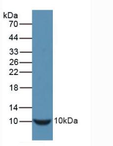 Insulin Antibody - Western Blot; Sample: Recombinant INS, Mouse.