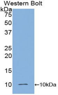 Insulin Antibody - Western blot of recombinant Insulin.  This image was taken for the unconjugated form of this product. Other forms have not been tested.