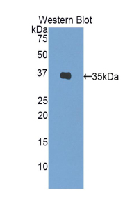 Insulin Antibody - Western blot of recombinant Insulin.  This image was taken for the unconjugated form of this product. Other forms have not been tested.