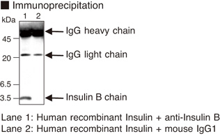 Insulin Antibody