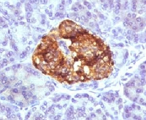 Insulin Antibody - IHC testing of FFPE human pancreas stained with Insulin antibody (BCPH1).  This image was taken for the unmodified form of this product. Other forms have not been tested.