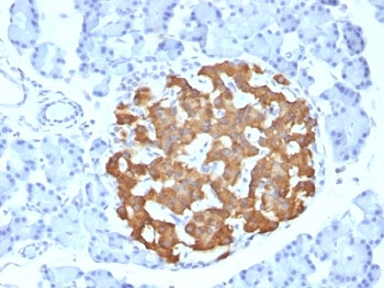 Insulin Antibody - Formalin-fixed, paraffin-embedded rat pancreas stained with Insulin antibody (IRDN/794).  This image was taken for the unmodified form of this product. Other forms have not been tested.