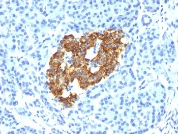 Insulin Antibody - Formalin-fixed, paraffin-embedded human pancreas stained with Insulin antibody (IRDN/794).  This image was taken for the unmodified form of this product. Other forms have not been tested.