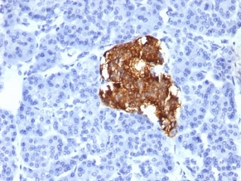Insulin Antibody - Formalin-fixed, paraffin-embedded human pancreas stained with Insulin antibody (IRDN/805).  This image was taken for the unmodified form of this product. Other forms have not been tested.