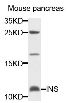 Insulin Antibody - Western blot analysis of extracts of mouse pancreas cells.