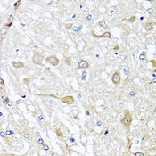 Insulin Antibody - Immunohistochemistry of paraffin-embedded rat brain tissue.