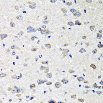 Insulin Antibody - Immunohistochemistry of paraffin-embedded mouse brain tissue.