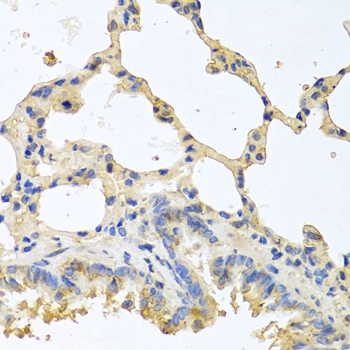 Insulin Antibody - Immunohistochemistry of paraffin-embedded mouse lung tissue.