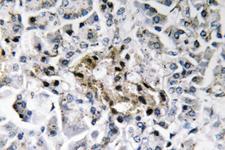 Insulin Antibody - IHC of Insulin (F49) pAb in paraffin-embedded human pancreas tissue.