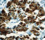 Insulin Antibody - IHC of Insulin on FFPE Pancreas tissue. This image was taken for the unmodified form of this product. Other forms have not been tested.
