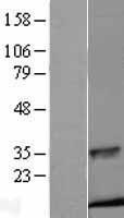 Insulin Protein - Western validation with an anti-DDK antibody * L: Control HEK293 lysate R: Over-expression lysate