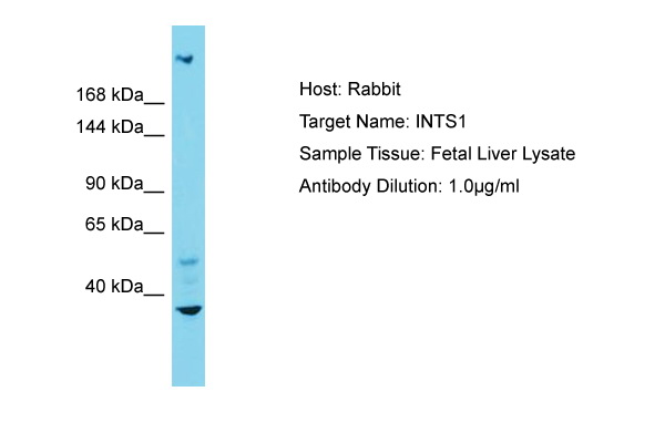 INT1 / INTS1 Antibody -  This image was taken for the unconjugated form of this product. Other forms have not been tested.