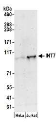 INT7 / INTS7 Antibody - Detection of human INT7 by western blot. Samples: Whole cell lysate (50 µg) from HeLa and Jurkat cells prepared using NETN lysis buffer. Antibody: Affinity purified rabbit anti-INT7 antibody used for WB at 0.1 µg/ml. Detection: Chemiluminescence with an exposure time of 3 minutes.