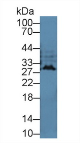 Interferon Alpha(IFNA) Ab(Cavia) Antibody - Western Blot; Sample: Cavia Cerebrum lysate; Primary Ab: 2µg/mL Rabbit Anti-Cavia IFNa Antibody Second Ab: 0.2µg/mL HRP-Linked Caprine Anti-Rabbit IgG Polyclonal Antibody