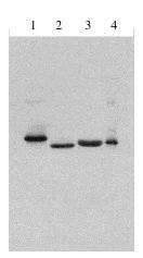 Interferon Type 1 Antibody - Legend: rabbit anti Type I IFN antibody at 1 ug/ml western blot of 1] Consensus IFN alpha, 2] IFN alpha 2a, 3] IFN beta 1 b, 4] IFN alpha 1.