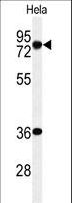 INTS10 Antibody - Western blot of INT10 Antibody in HeLa cell line lysates (35 ug/lane). INT10 (arrow) was detected using the purified antibody.