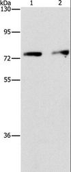 INTS10 Antibody - Western blot analysis of HeLa and hepG2 cell, using INTS10 Polyclonal Antibody at dilution of 1:475.