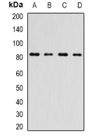INTS10 Antibody - Western blot analysis of INTS10 expression in A549 (A); HepG2 (B); mouse kidney (C); rat testis (D) whole cell lysates.