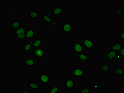 INTS10 Antibody - Immunofluorescent analysis of A549 cells diluted at 1:100 and Alexa Fluor 488-congugated AffiniPure Goat Anti-Rabbit IgG(H+L)