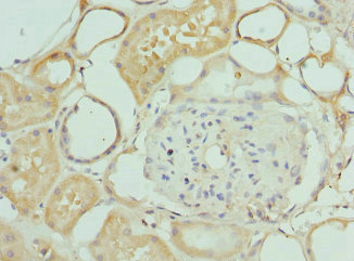 INTS10 Antibody - Immunohistochemistry of paraffin-embedded human kidney tissue at dilution 1:100
