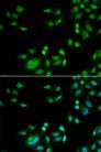 INTS10 Antibody - Immunofluorescence analysis of A549 cells using INTS10 antibody. Blue: DAPI for nuclear staining.