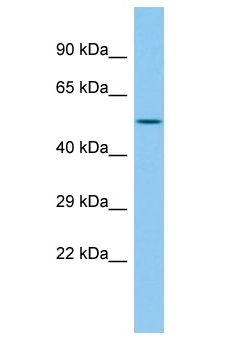 INTS12 Antibody - INTS12 antibody Western Blot of Rat Pancreas. Antibody dilution: 1 ug/ml.  This image was taken for the unconjugated form of this product. Other forms have not been tested.