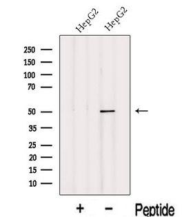 INTS12 Antibody - Western blot analysis of extracts of HepG2 cells using INTS12 antibody. The lane on the left was treated with blocking peptide.