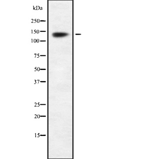 INTS2 / INT2 Antibody - Western blot analysis INTS2 using RAW264.7 whole cells lysates