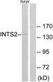 INTS2 / INT2 Antibody - Western blot analysis of extracts from RAW264.7 cells, using INTS2 antibody.