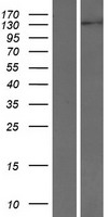 INTS2 / INT2 Protein - Western validation with an anti-DDK antibody * L: Control HEK293 lysate R: Over-expression lysate