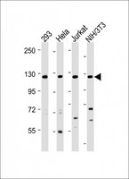 INTS3 Antibody - All lanes: Anti-INTS3 Antibody (Center) at 1:2000 dilution Lane 1: 293 whole cell lysate Lane 2: Hela whole cell lysate Lane 3: Jurkat whole cell lysate Lane 4: NIH/3T3 whole cell lysate Lysates/proteins at 20 µg per lane. Secondary Goat Anti-Rabbit IgG, (H+L), Peroxidase conjugated at 1/10000 dilution. Predicted band size: 118 kDa Blocking/Dilution buffer: 5% NFDM/TBST.