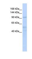 INTS4 Antibody - INTS4 antibody Western blot of HeLa lysate. This image was taken for the unconjugated form of this product. Other forms have not been tested.