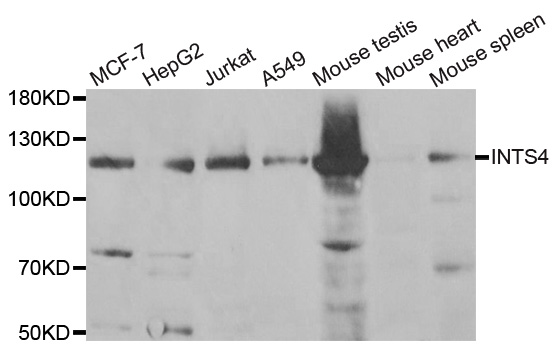 INTS4 Antibody - Western blot analysis of extracts of various cell lines.