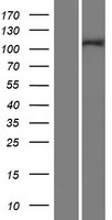 INTS4 Protein - Western validation with an anti-DDK antibody * L: Control HEK293 lysate R: Over-expression lysate