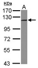 INTS5 Antibody - Sample (30 ug of whole cell lysate) A: U87-MG 7.5% SDS PAGE INTS5 antibody diluted at 1:1000