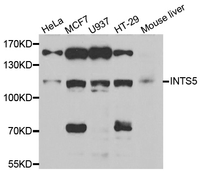 INTS5 Antibody - Western blot analysis of extracts of various cell lines.