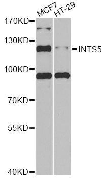 INTS5 Antibody - Western blot analysis of extracts of various cell lines, using INTS5 antibody at 1:1000 dilution. The secondary antibody used was an HRP Goat Anti-Rabbit IgG (H+L) at 1:10000 dilution. Lysates were loaded 25ug per lane and 3% nonfat dry milk in TBST was used for blocking. An ECL Kit was used for detection and the exposure time was 90s.