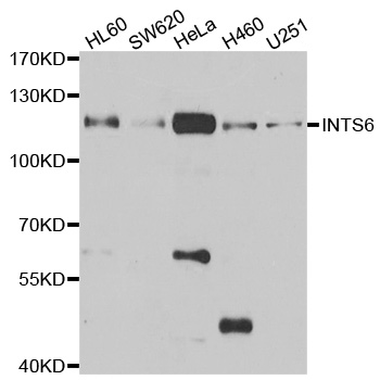 INTS6 Antibody - Western blot analysis of extracts of various cell lines.