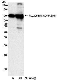 INTS8 Antibody - Detection of Human FLJ20530/KAONASHI1 by Western Blot. Samples: Nuclear extract (NE) from HeLa cells. Antibody: Affinity purified rabbit anti-FLJ20530/KAONASHI1 antibody used at 0.2 ug/ml. Detection: Chemiluminescence with an exposure time of 20 minutes.