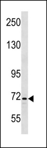 INTS9 Antibody - INTS9 Antibody western blot of K562 cell line lysates (35 ug/lane). The INTS9 antibody detected the INTS9 protein (arrow).